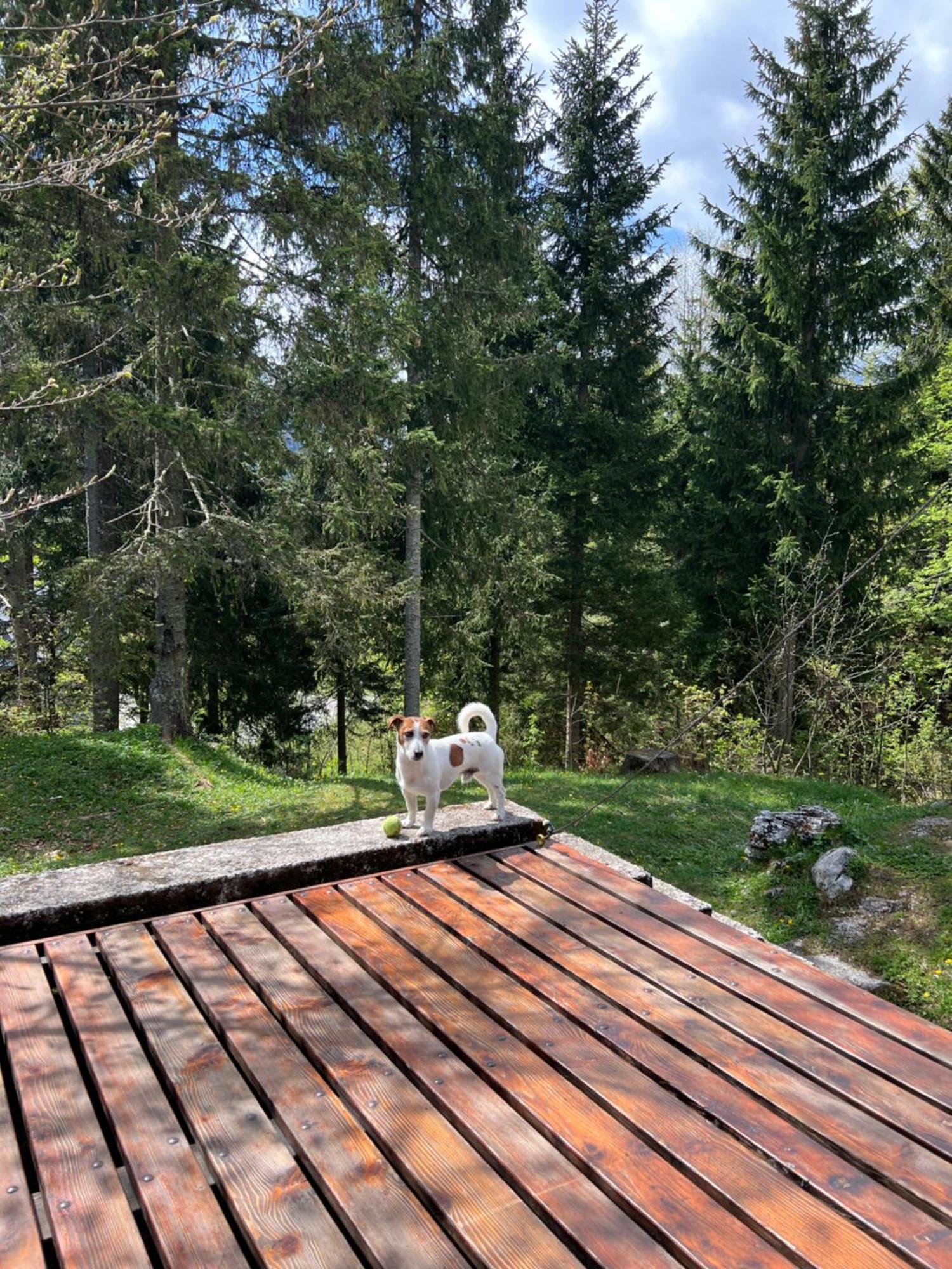 ~Chalet_Rifugio Tra I Boschi~ Sella Nevea Kültér fotó